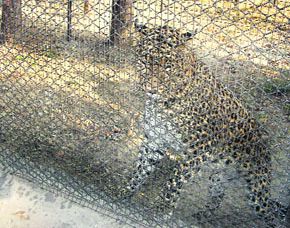 Malsi Deer Park