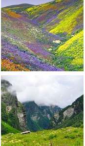 Valley of Flowers